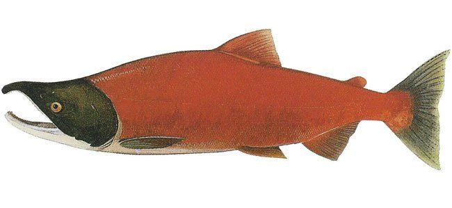 salmone-selvaggio-rosso-sokaye